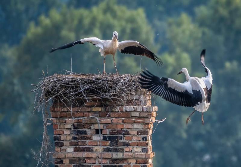 Professional Chimney Animal Removal Services in Melvindale, Michigan