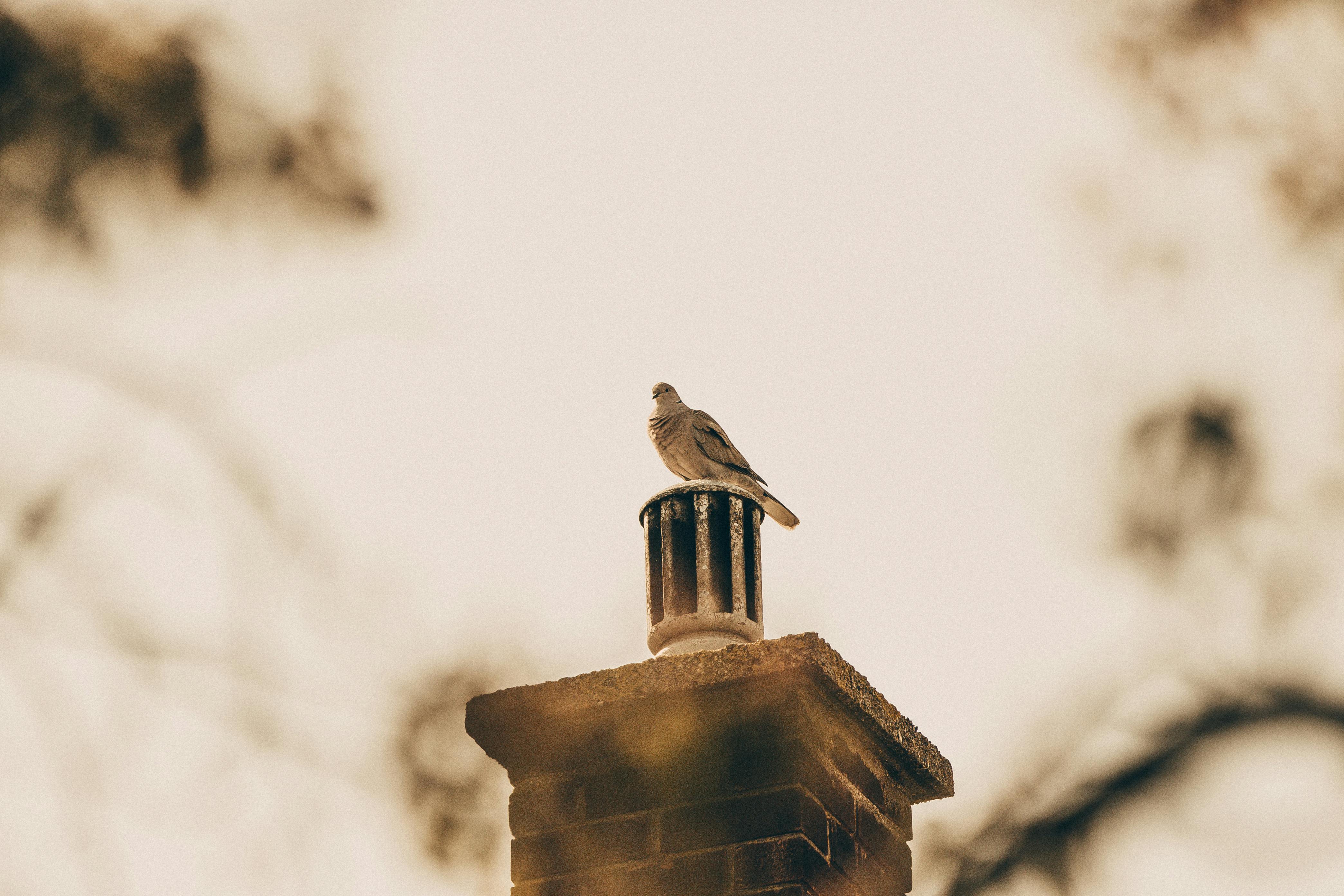 Professional Chimney Cap and Damper In Melvindale Michigan
